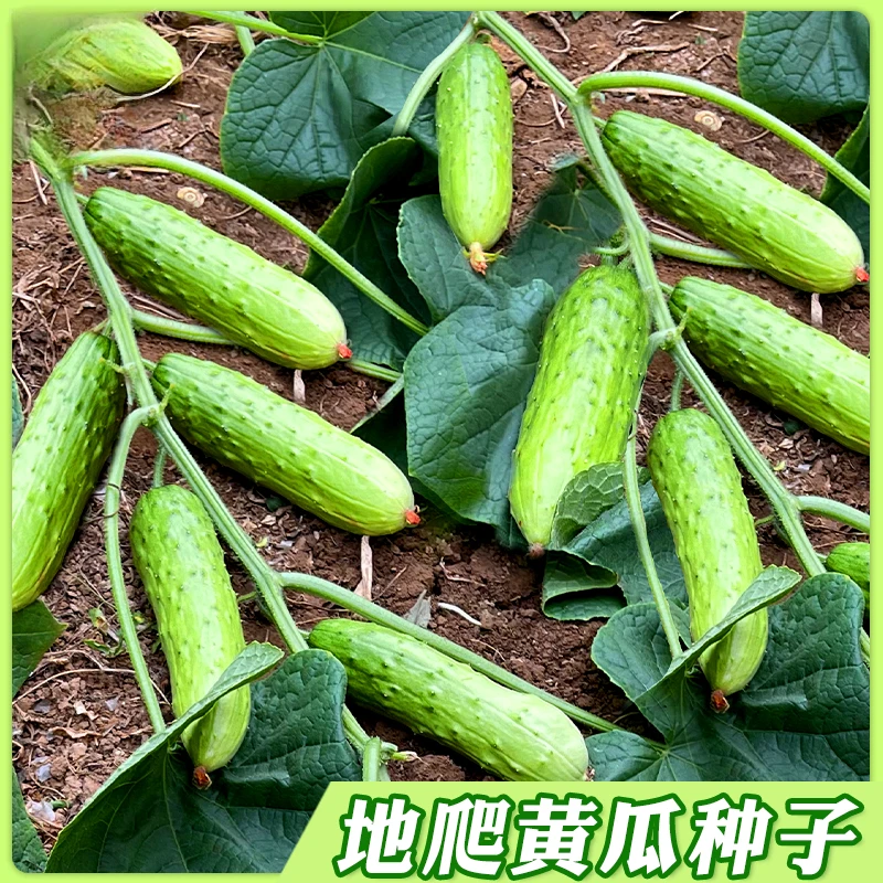 懒人地爬瓜种子 春秋免搭架懒人易种水果黄瓜耐旱阳台蔬菜种子商品图