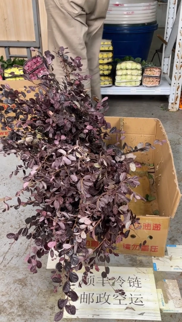 红檵木3扎