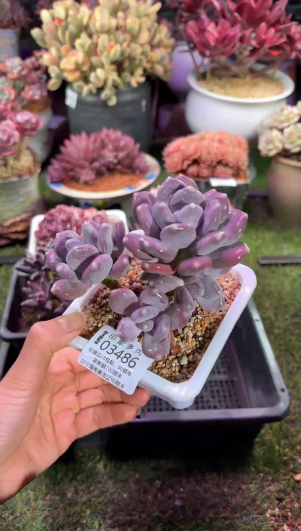 【闪购商品】03486