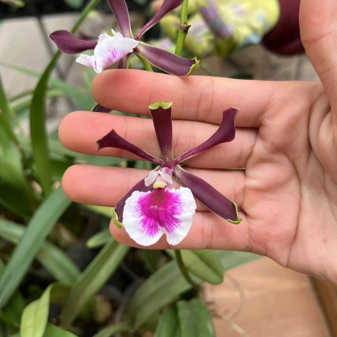 3.0寸大头树兰梦幻精灵 一朵花一颗【任意两颗起发货】