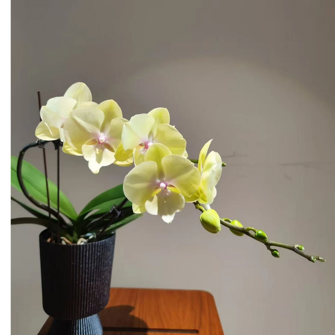 蝴蝶兰【柠檬】，3.0杯无花有花梗芽