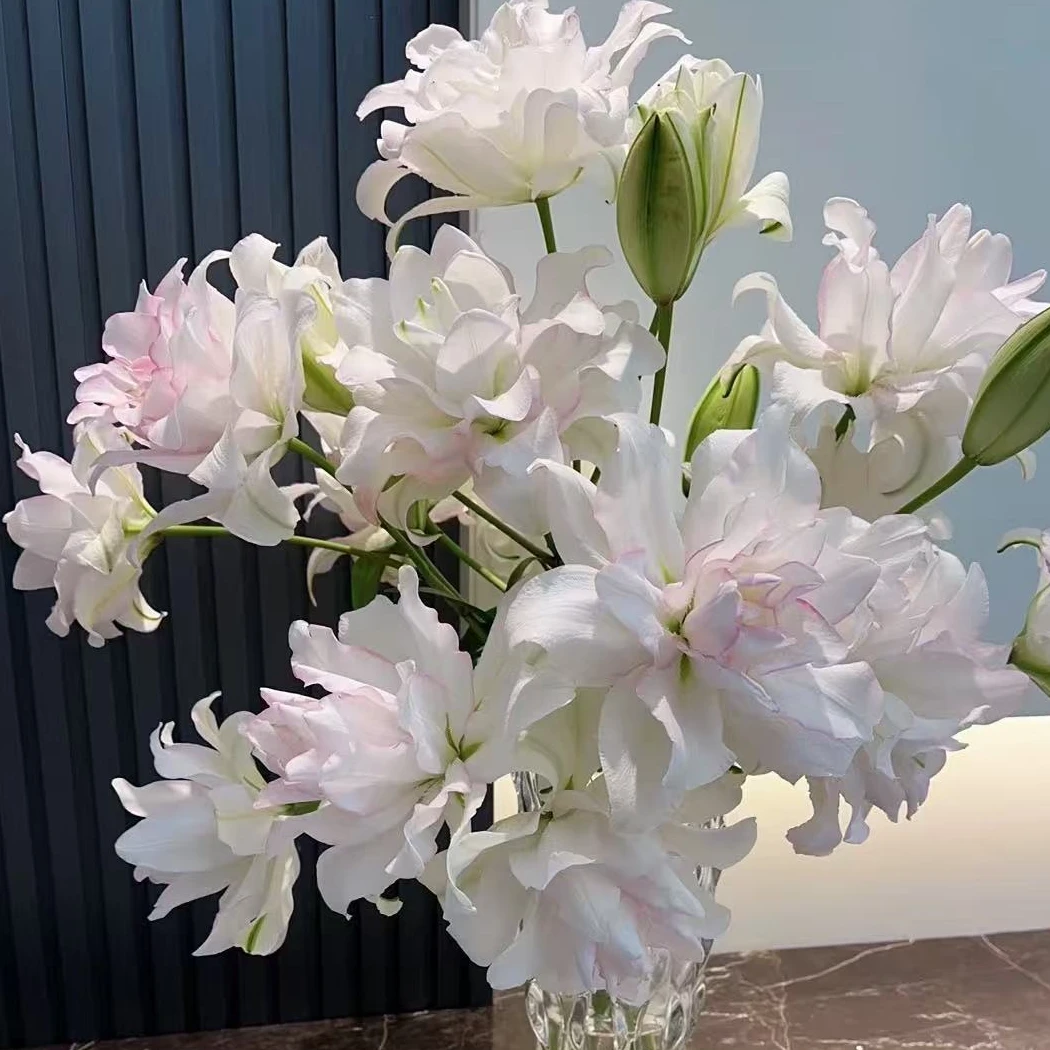 【云舍花卉】【不包上色 】冰美人重瓣百合 全场任意满两单鲜花包邮