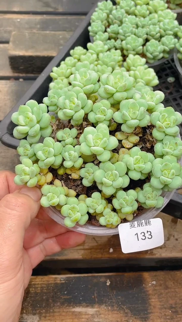 133阳光玫瑰      量拍随机发一盒