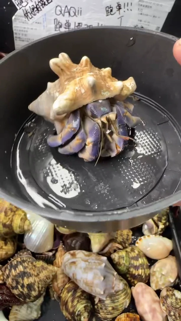 2.7口紫陆一只，不包全品