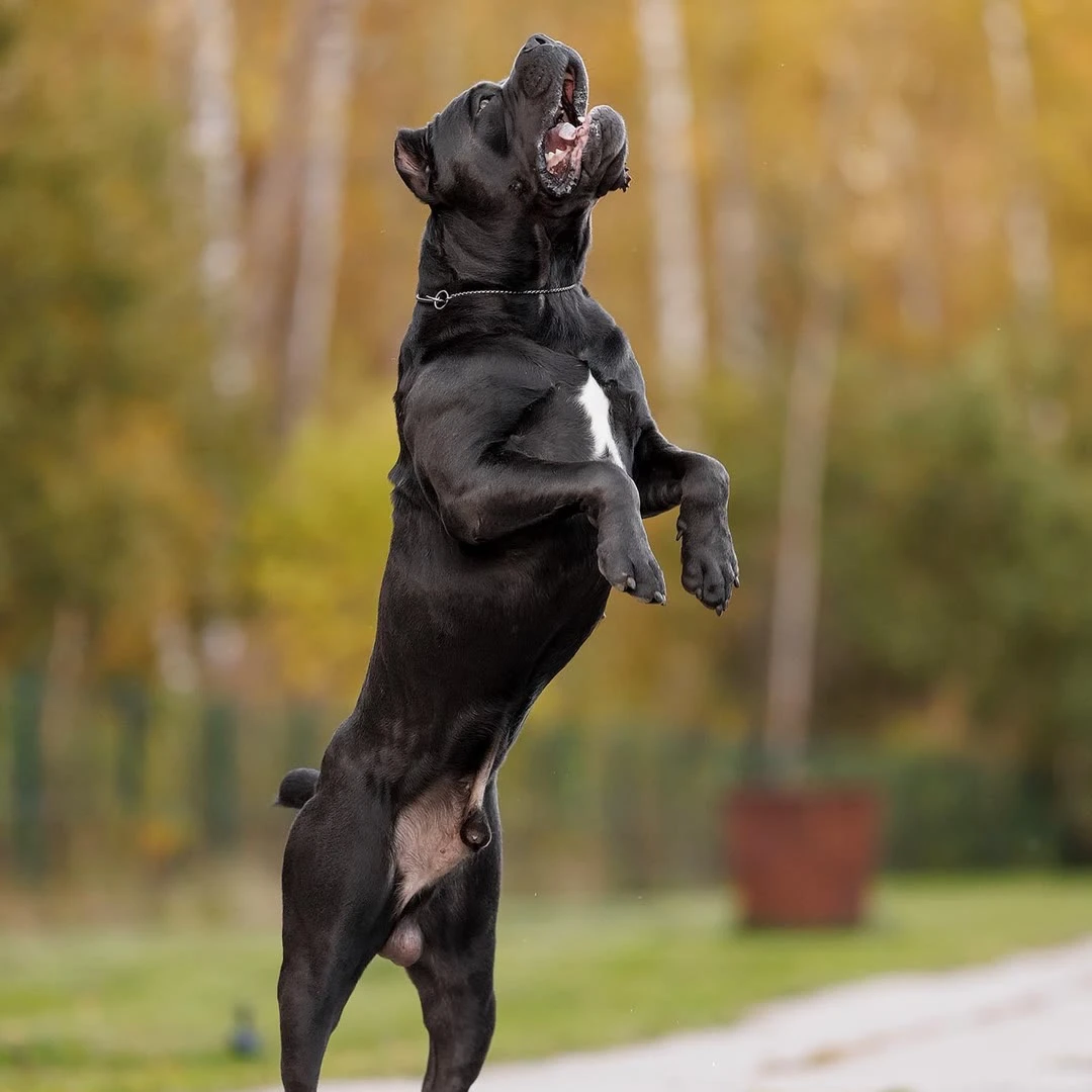 【月阳护卫犬】卡斯罗宠物活体狗小狗