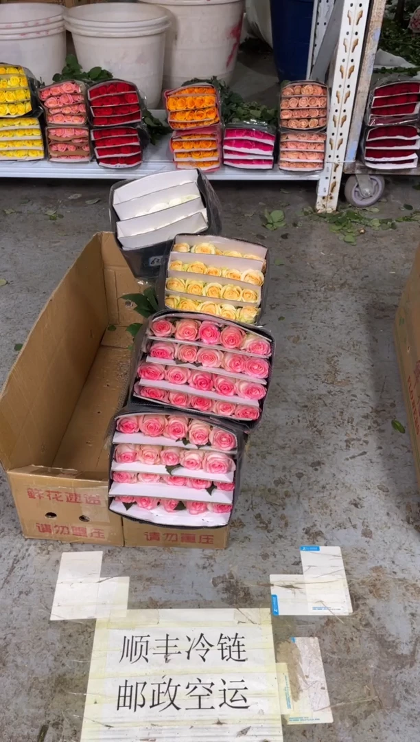 艾沙2扎+香槟1扎+骄傲1扎