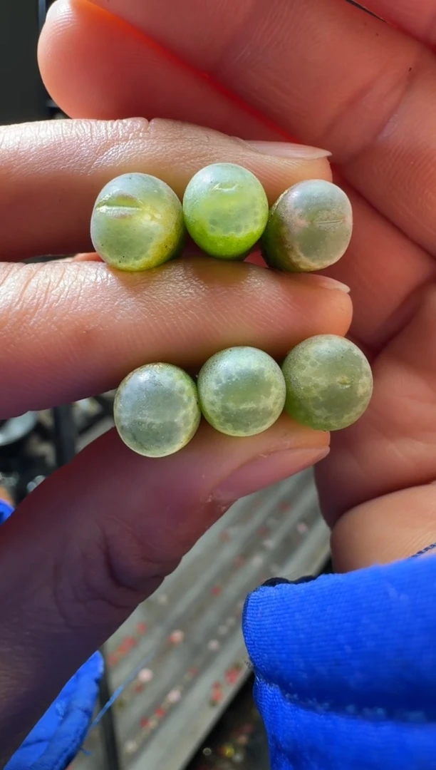 【闪购商品】17-242安格一颗