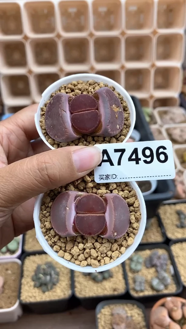 【闪购商品】7496直播间一物一拍链接