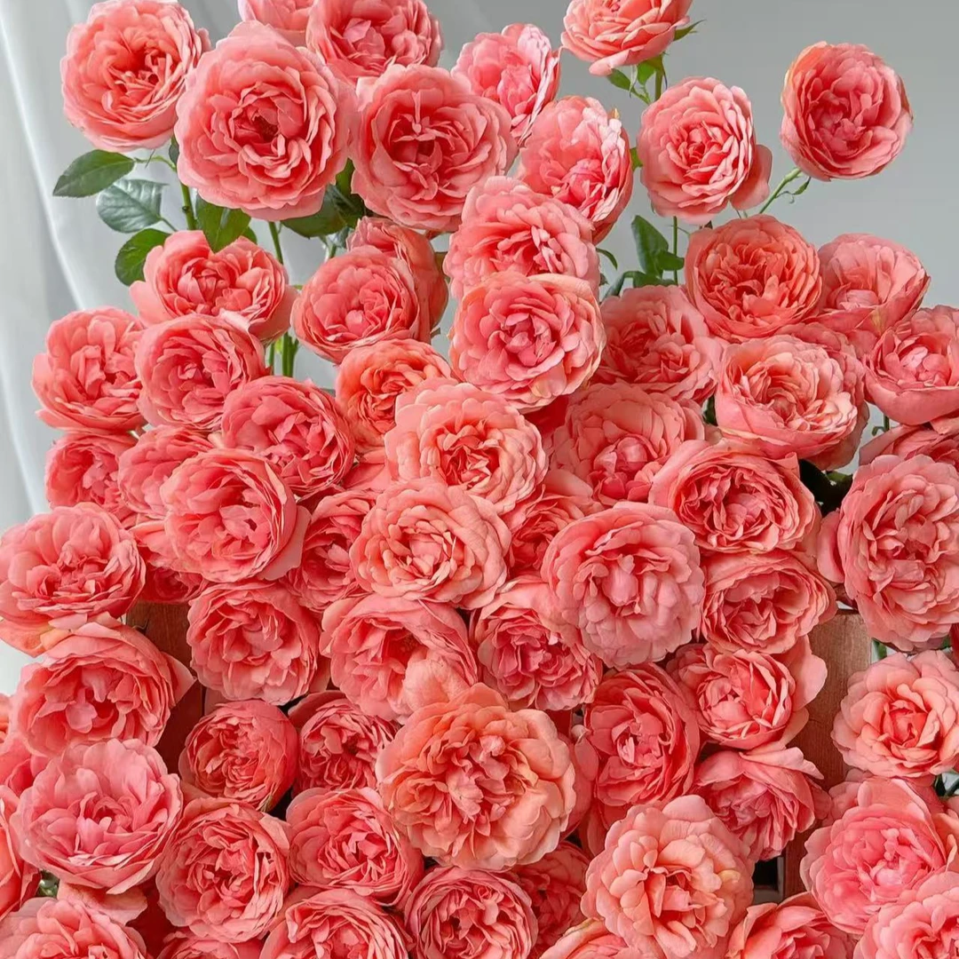 【植迷不误】桃色果汁多头玫瑰 居家 插花云南鲜花 基地包邮直发