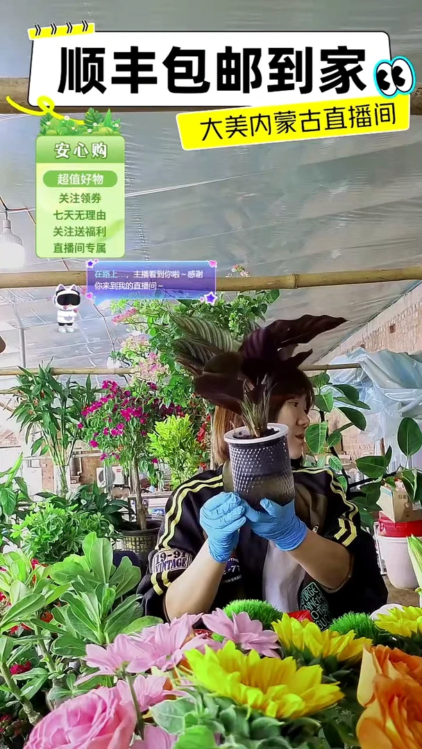 完全开放水培紫背猫眼
