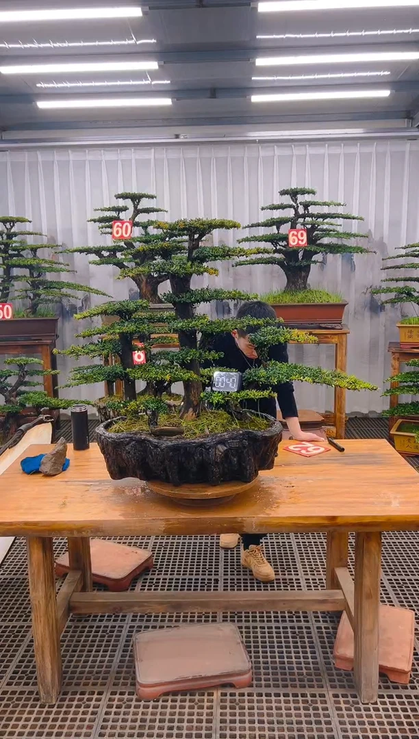 【闪购商品】紫砂精品盆景直播间一物一拍