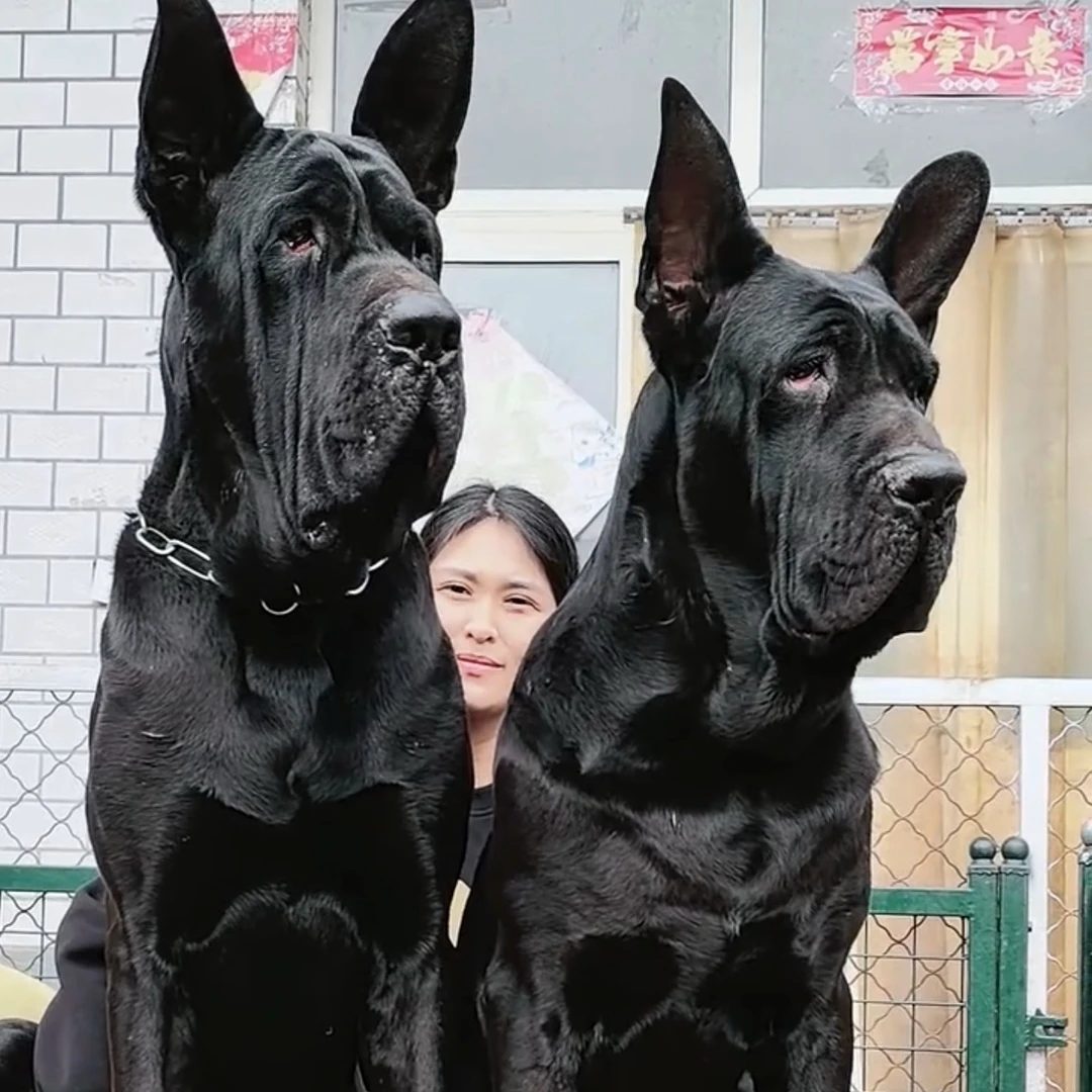 DU黑狼犬大型护卫犬看家护院疫苗齐全