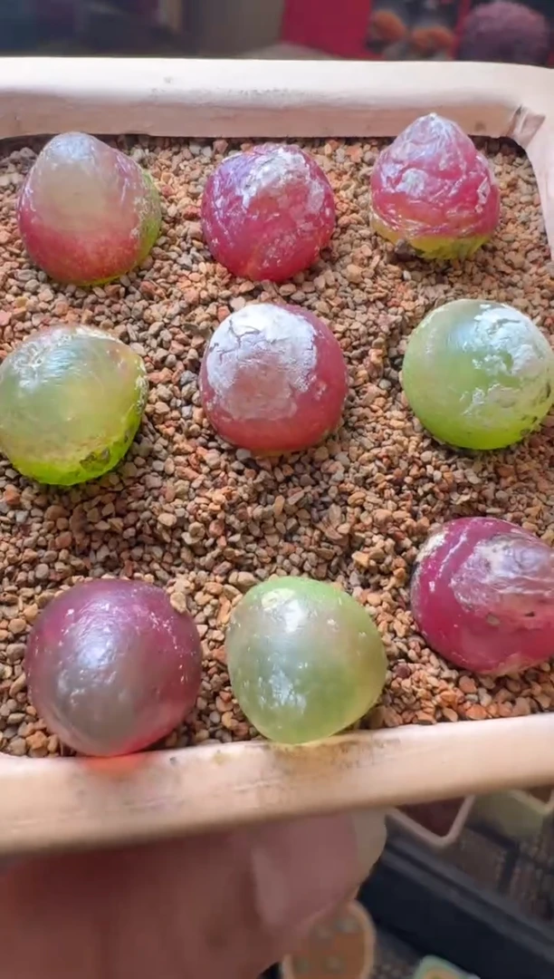 【闪购商品】6-7灯泡一颗