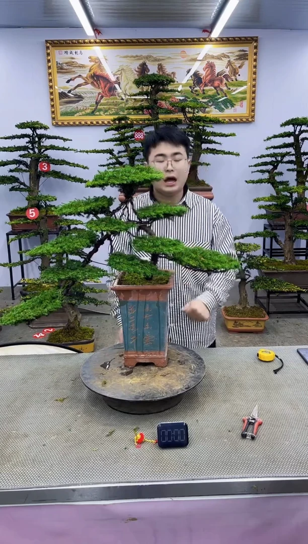 【闪购商品】八斗松/松类活物造型盆景，以直播间截图为a啊啊啊啊