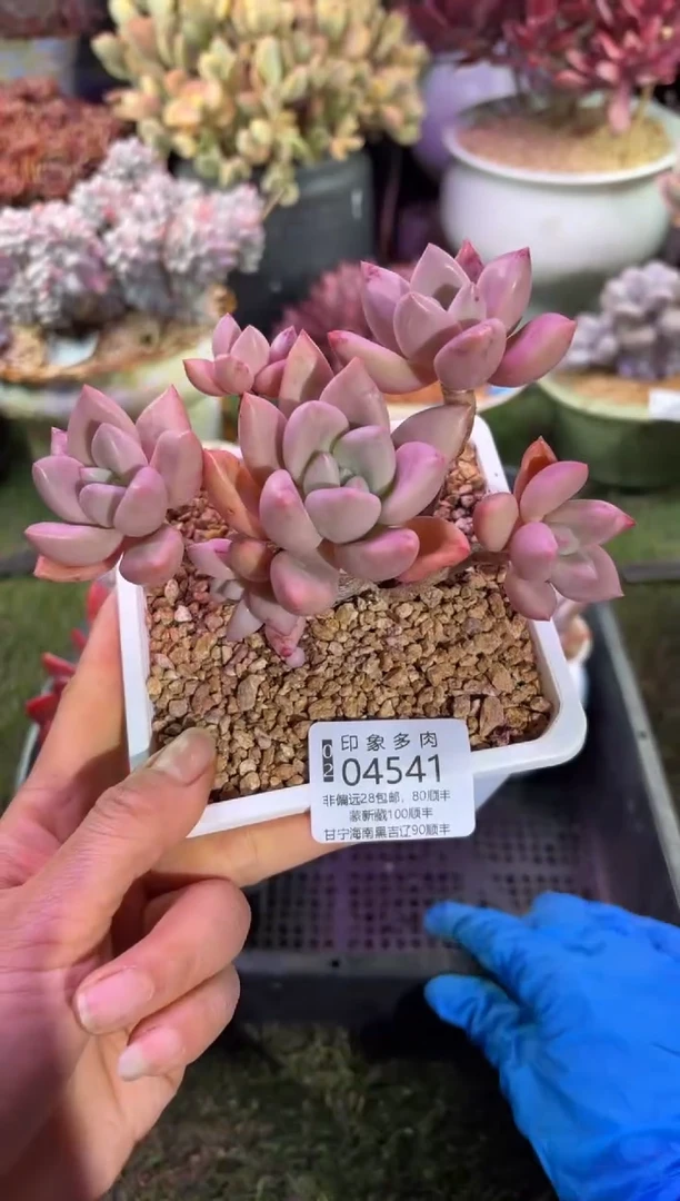 【闪购商品】04541