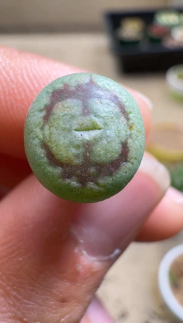 【闪购商品】1.20-286