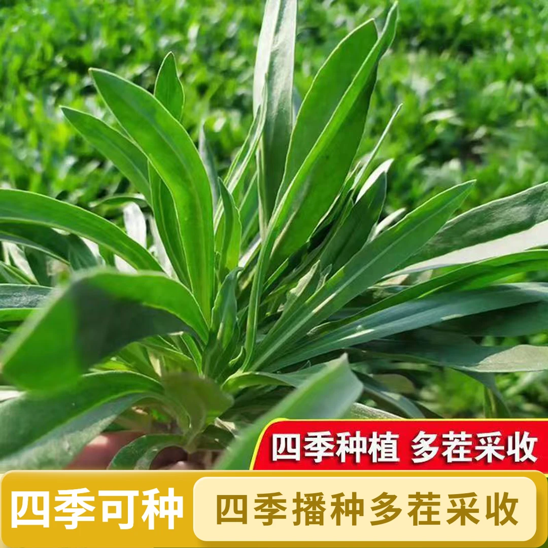 【全店满5包包邮】四季野生面条菜种子