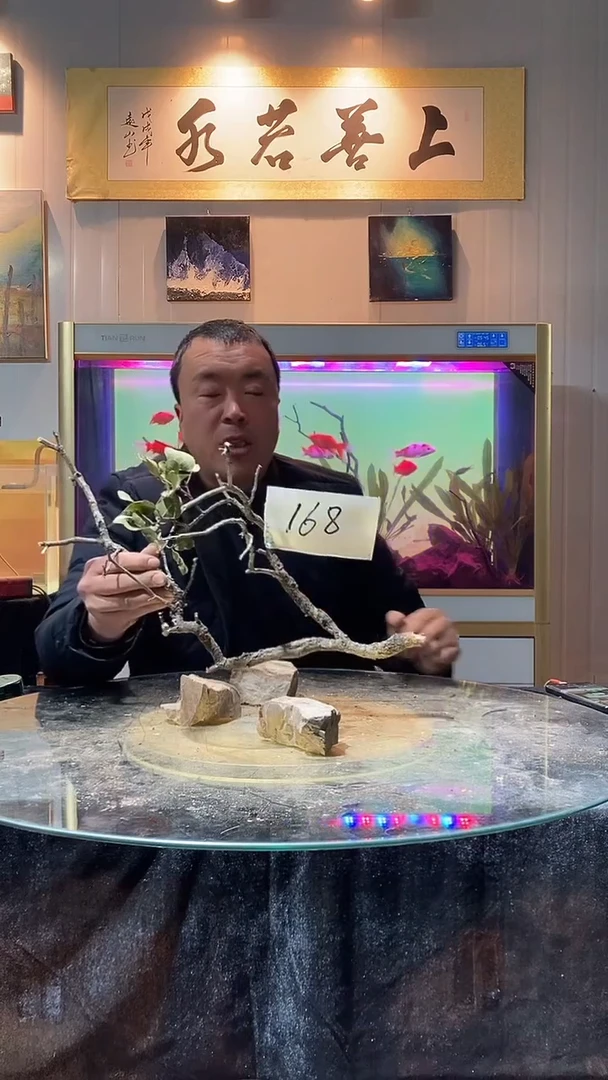 168号天然黄栎木一体成景适合50-60缸