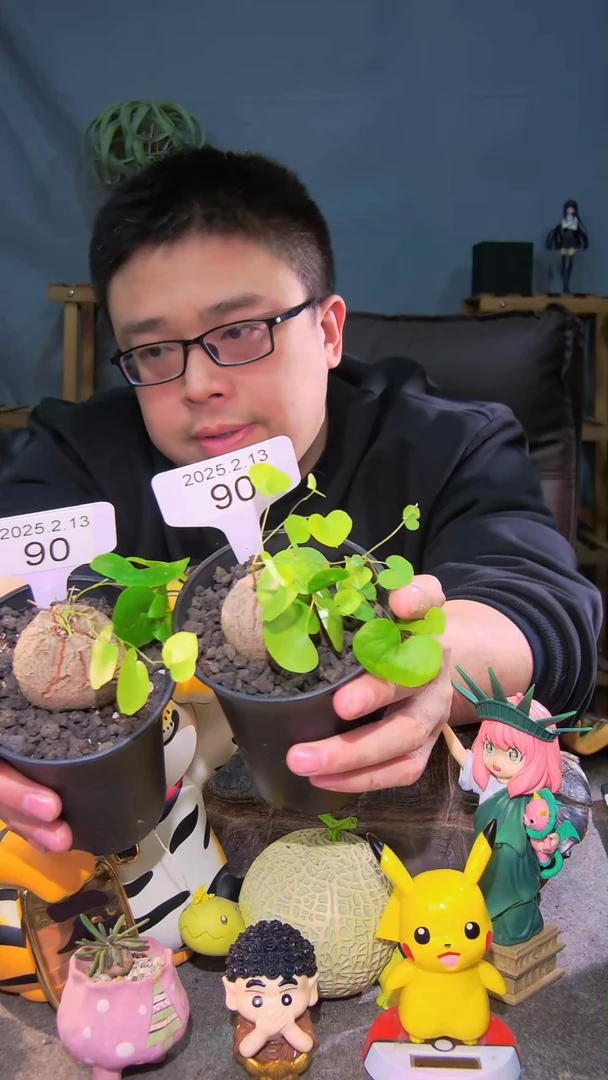 【闪购商品】南非龟甲龙2.13.90