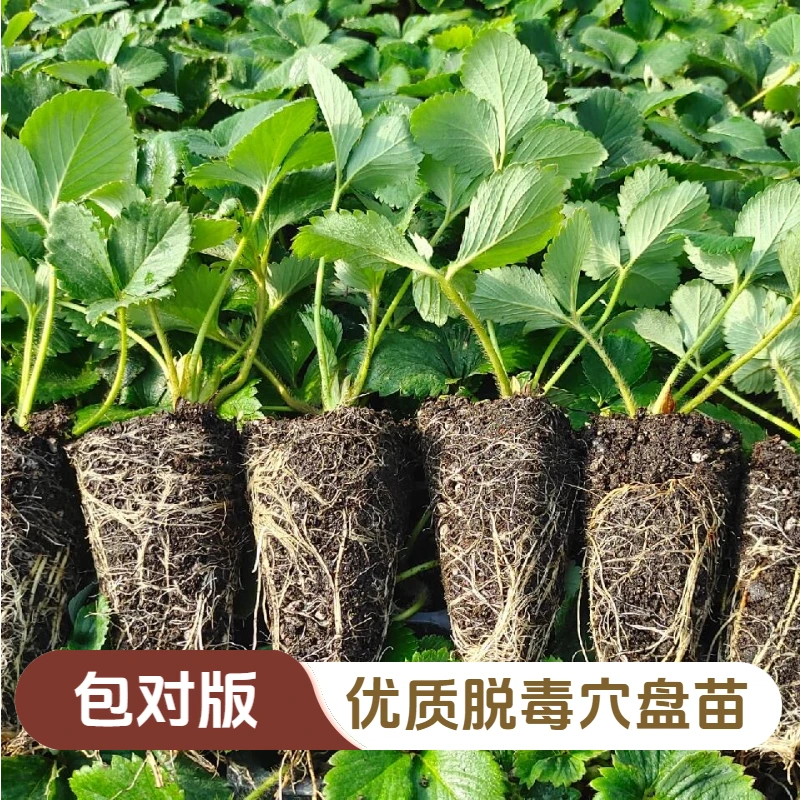 穴盘苗100颗装优质脱毒穴盘苗品种全黑草莓苗白草莓苗粉草莓苗