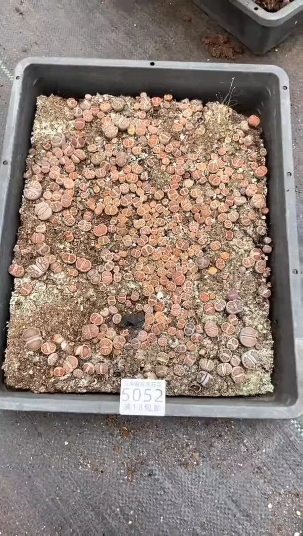 5052特价菊纹章框有疤瑕疵带土不带盆发货