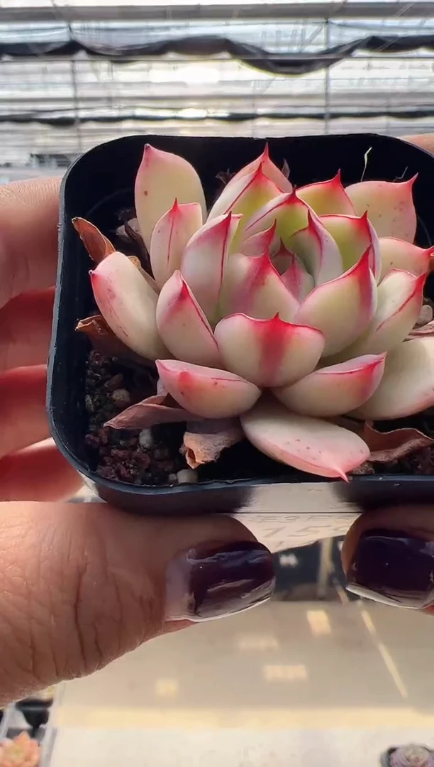 【闪购商品】新款多肉-159