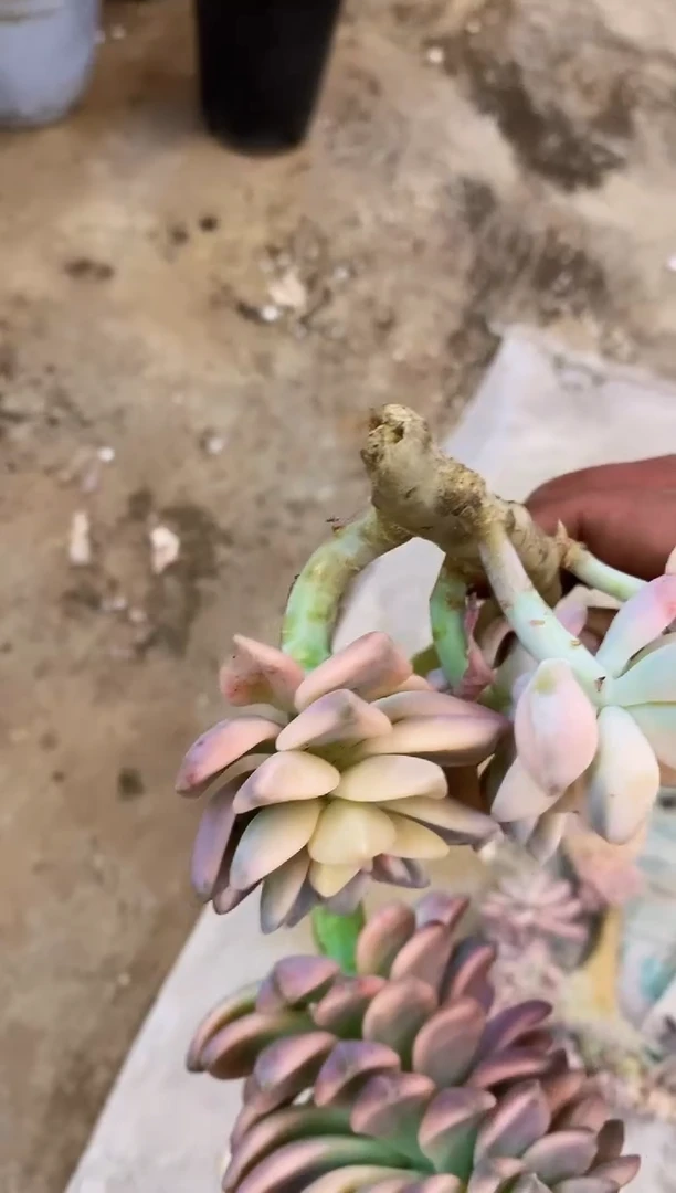 桔*        A027号2缀化（根断了）￥46