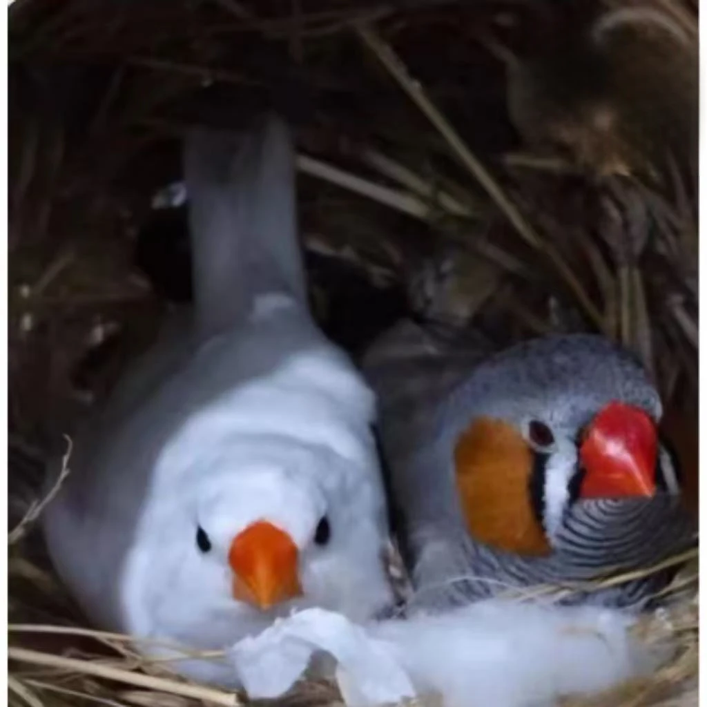 珍珠鸟亲人白珍珠灰珍珠宠物鸟叫声好听包邮可繁殖