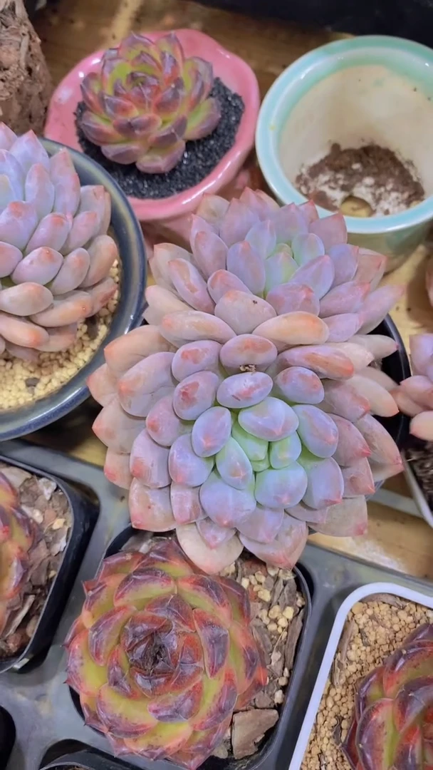 A384-半夏母本双头（量拍）