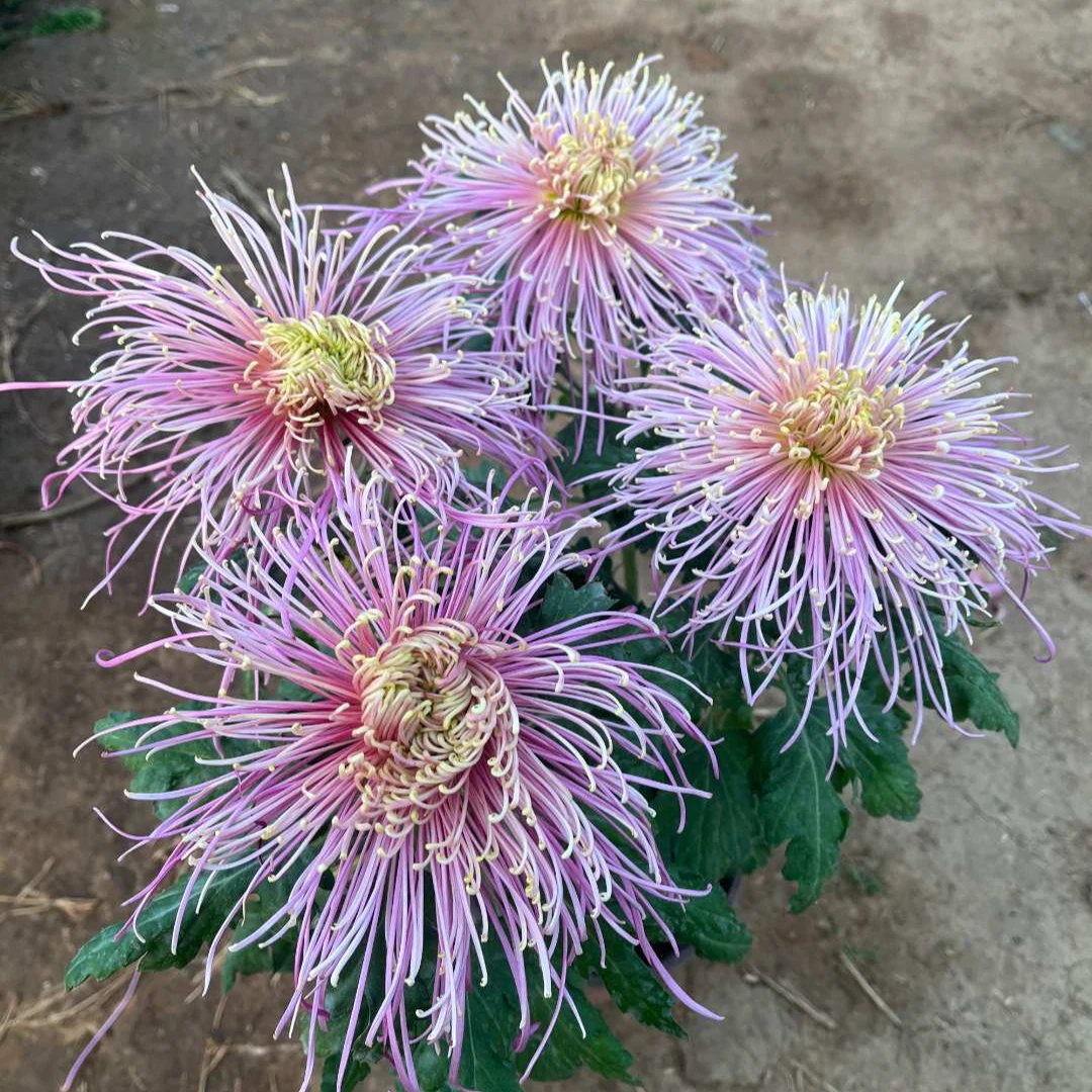 【盘龙花百合】大花富贵菊九月菊花苗盆栽适合室内外花开好看