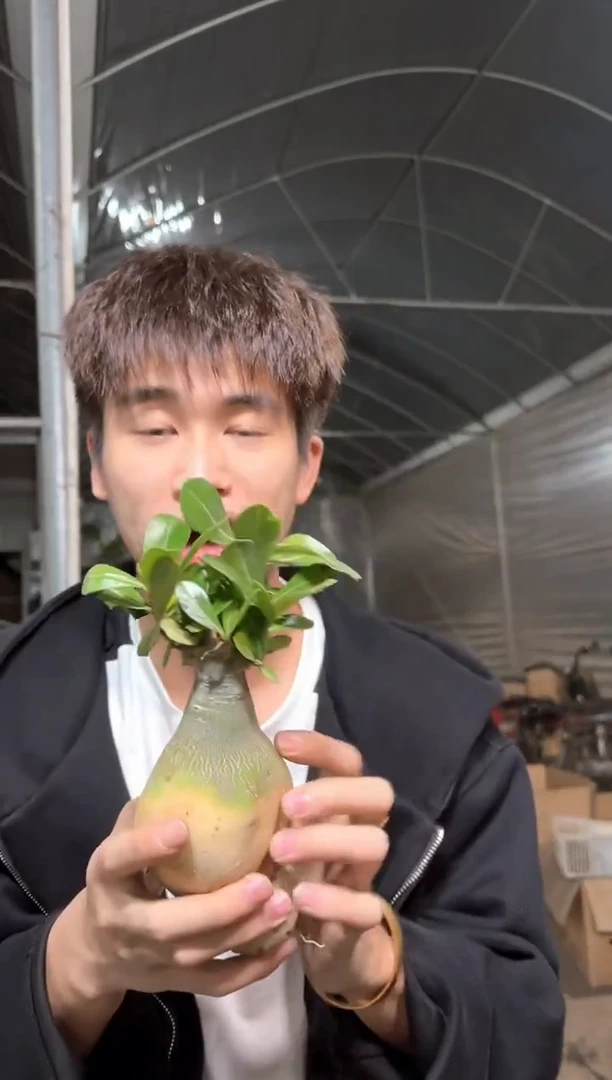 2颗 沙漠 玫瑰【带根】