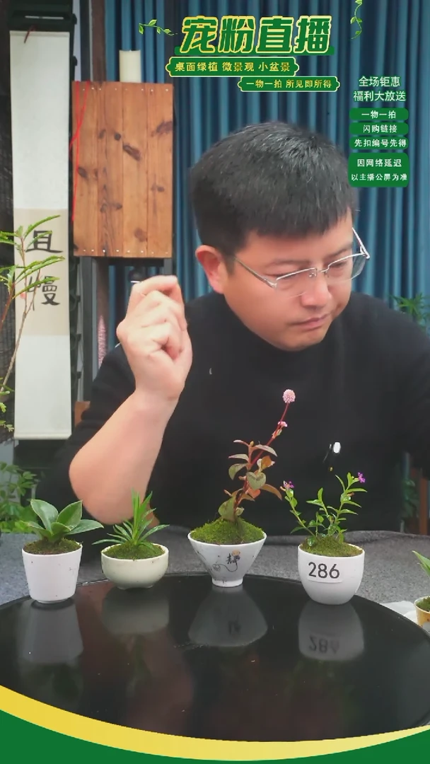 无花朵驴*苔藓微景观286号