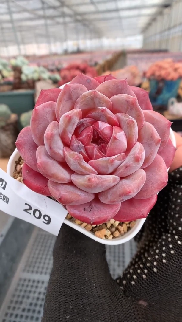 【闪购商品】209冰魄一物一拍