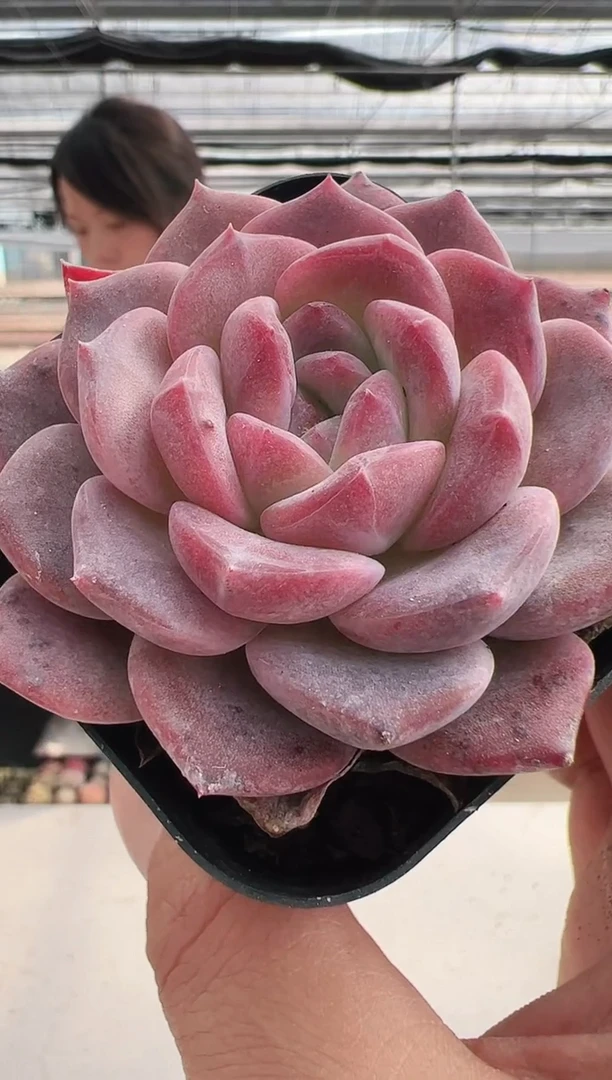 【闪购商品】福利多肉-533