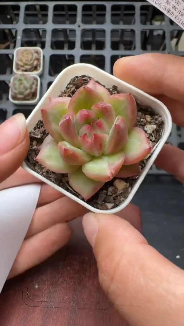 442M带盆土发 当场拍3颗以上包柚 多肉植物 一物一拍