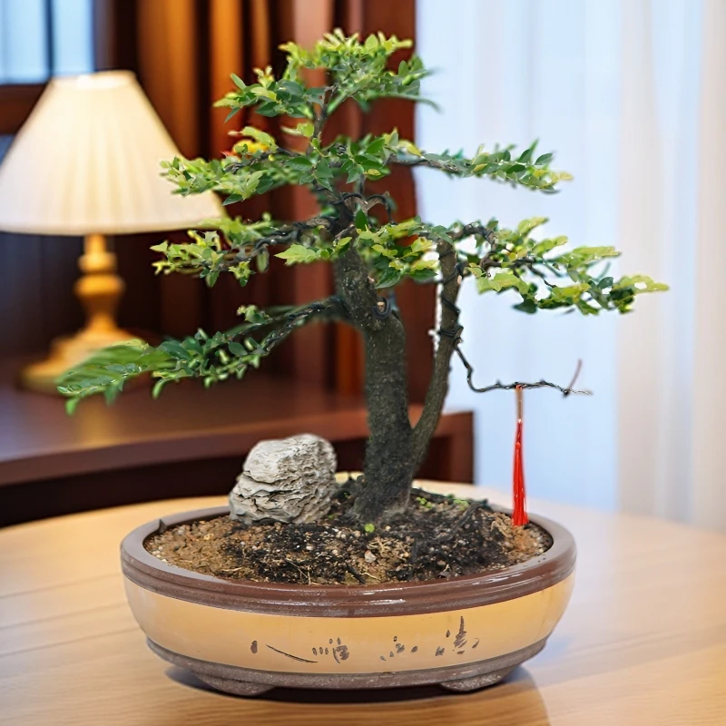 四季常青植物小叶紫檀盆景树桩桌面花卉绿植小盆景盆栽易养植物