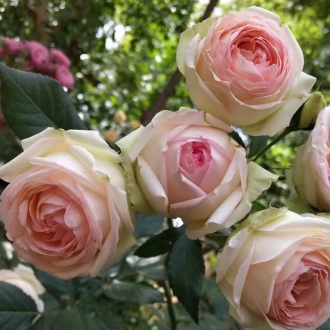 【蒙娜丽莎独颗】浓香大花阳台庭院好养护抗病性强花卉绿植月季盆栽
