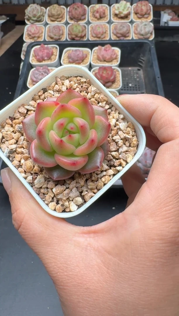 【闪购商品】645A号一物一拍多肉花卉植物拍3颗起发