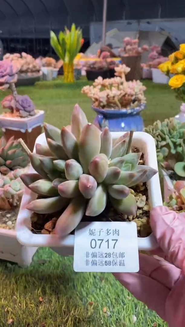 【闪购商品】0717a