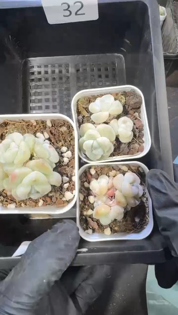 【闪购商品】32号到手1框江北多肉一物一拍