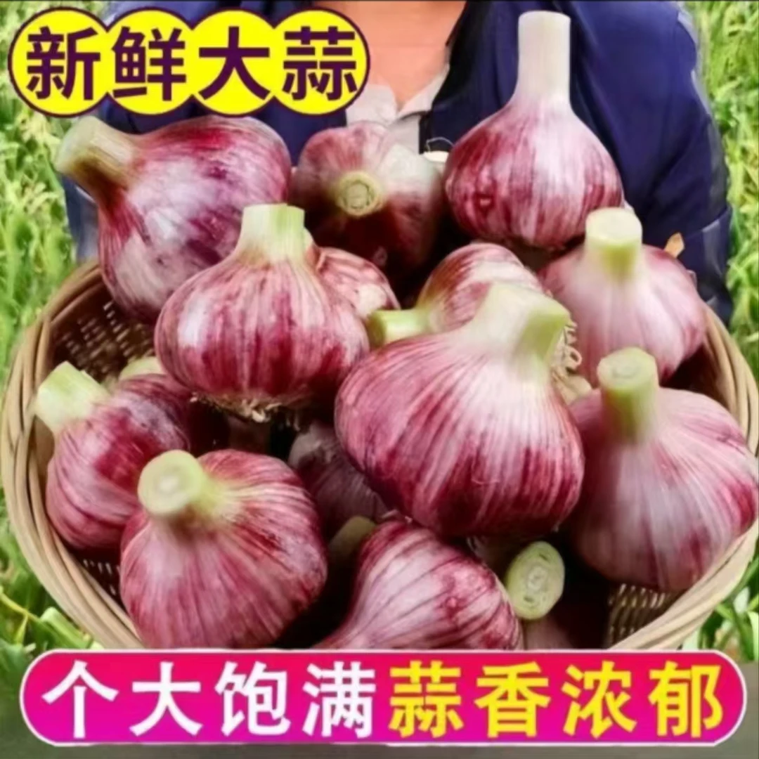 2025正宗云南紫皮大蒜头大蒜新鲜红皮香蒜多瓣糖醋蒜批发湿蒜泡蒜