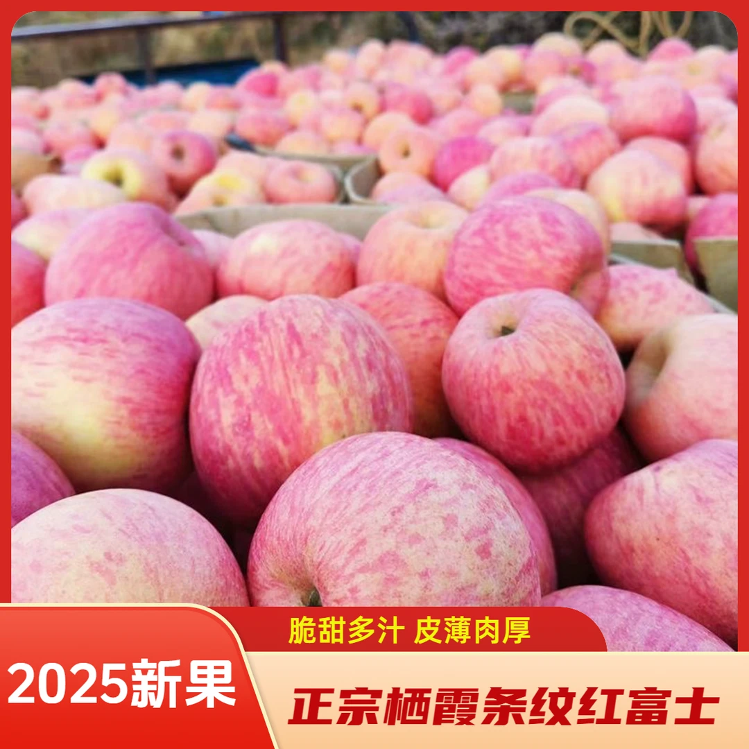【2025条纹大果】山东烟台栖霞红富士脆甜苹果现摘现发新鲜批发