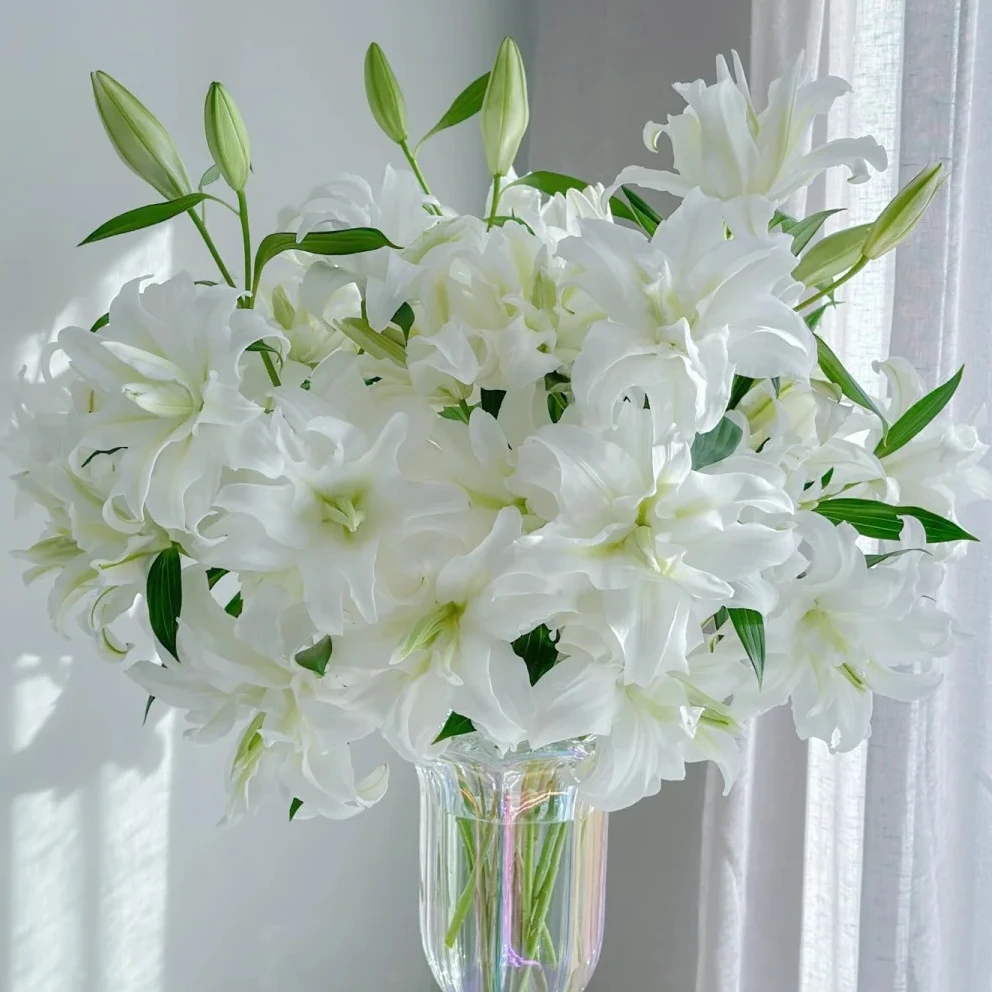【白雪公主重瓣百合】云南直发香水百合花香味浓郁鲜花鲜切花