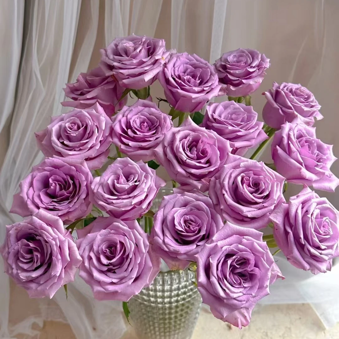 （小朵型玫瑰）紫霞仙子玫瑰云南基地直发生活鲜花