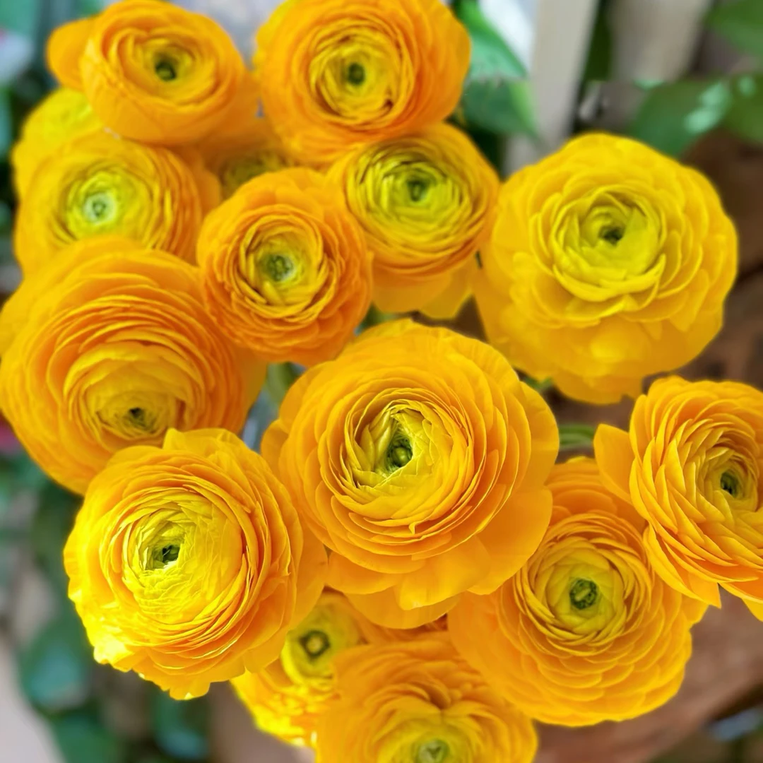 『洋牡丹黄色一把』活泼亮丽饱满圆润 全场任意满两单鲜花顺丰包邮 三单鲜花送玻璃花瓶