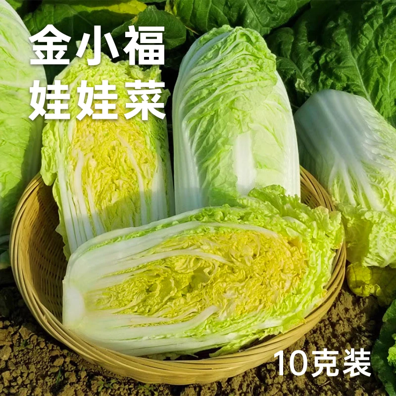 金小福娃娃菜 结球早熟品种 10克