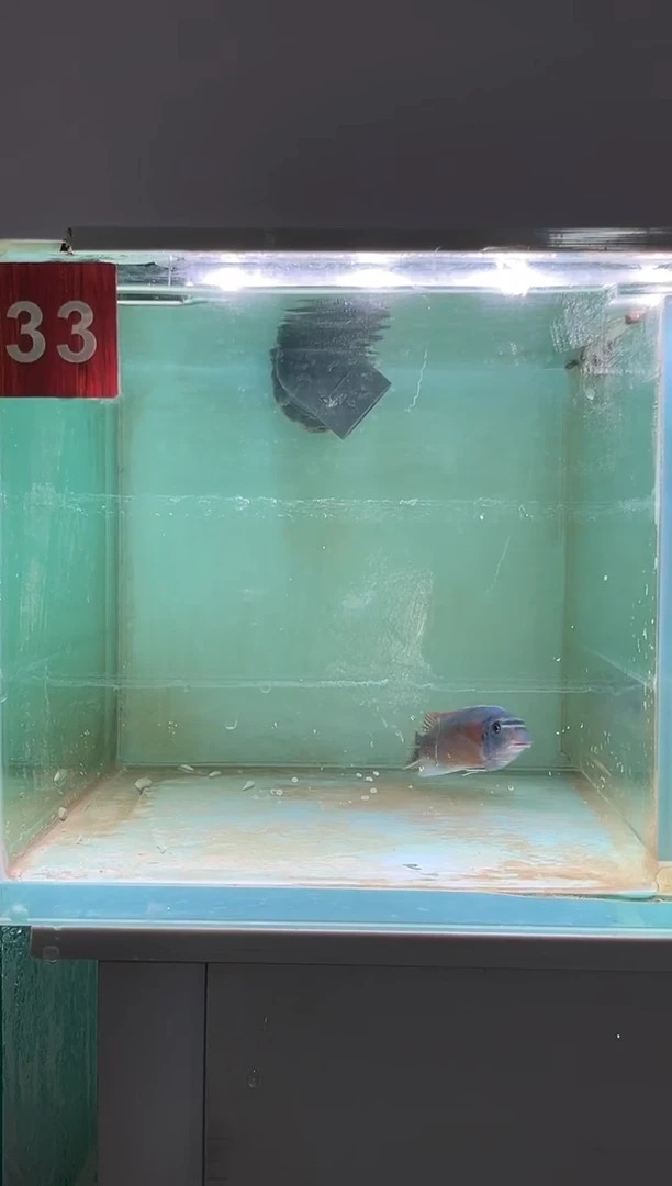慈鲷鱼野生三湖慈鲷