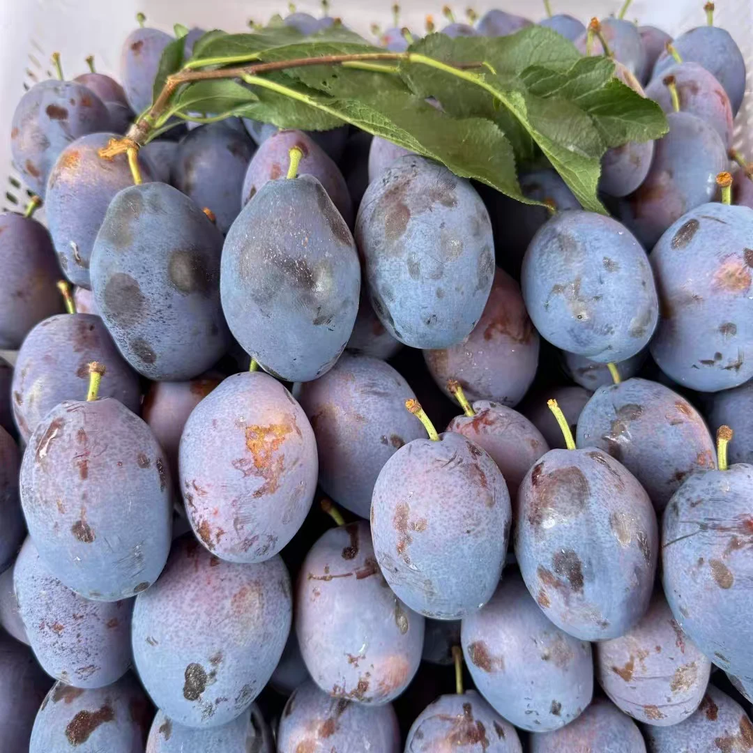 四川高山蓝蜜西梅鲜果正宗大西梅新鲜水果当应季