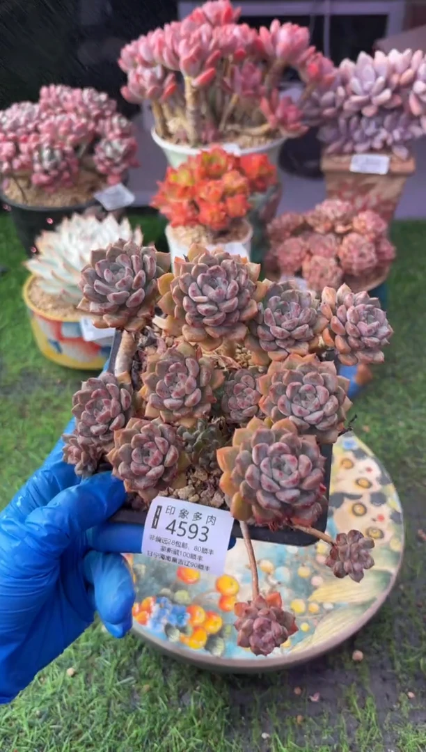 昆明印象多肉4593