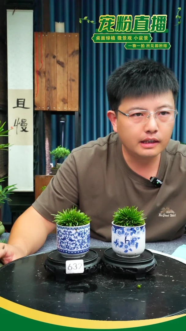 无花朵苔藓微景观632号